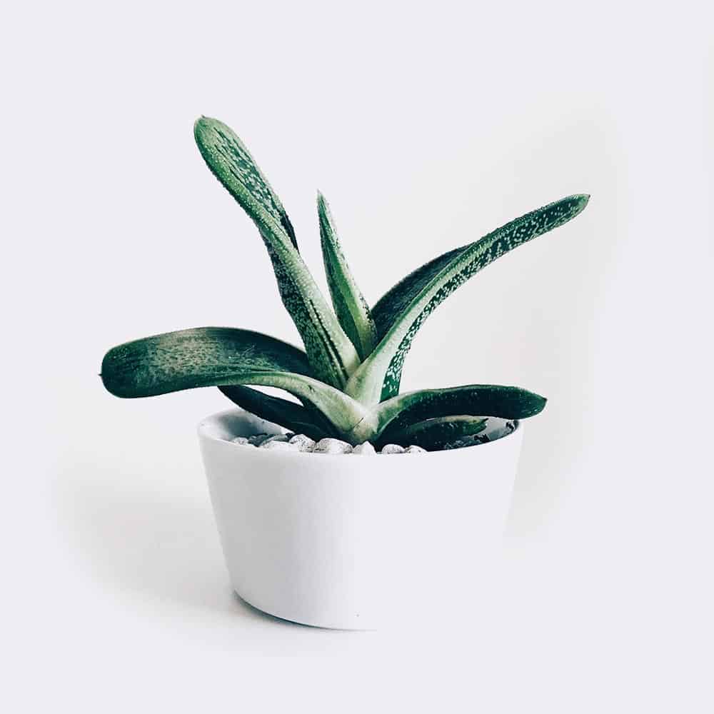 Mini San Pedro Cactus